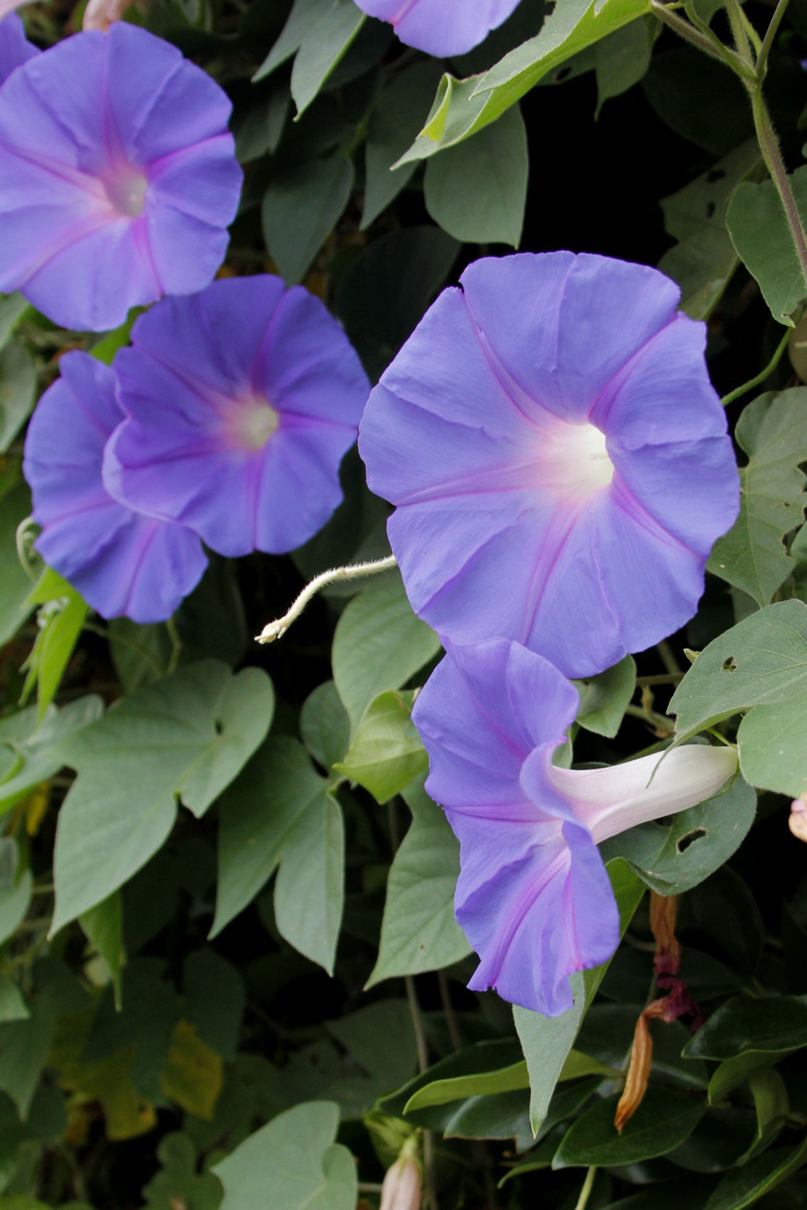 Napa plant-life